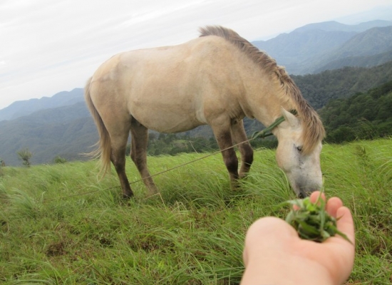 Tà Năng Trekking kỳ 7: Không có BẠCH MÃ HOÀNG TỬ, thì BẠCH MÃ thôi cũng được!
